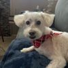Pinky's Mobile Grooming gift card