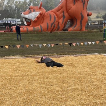 Mickelson Pumpkin Patch - Corn pit - Pumpkin Patches Near Me - Petaluma, California
