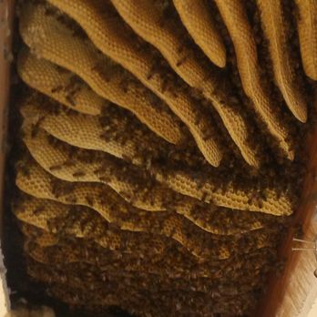 City Bee Savers - I usually hear this from a surprised home owner. Wow!!! are you kidding me!!! this is above my dining table in the ceiling? - Pest Control Near Me - Wheaton, Illinois
