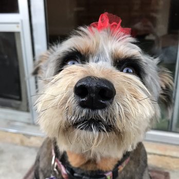 Applause Four Paws - Gigi looking precious after her session at the groomer. - Pet Groomers Near Me - Ventura, California Applause Four Paws - Gigi looking precious after her session at the groomer. - Pet Groomers Near Me - Ventura, California