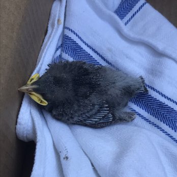 Wild Bird Fund - Animal Shelters Near Me - New York, New York Wild Bird Fund - Animal Shelters Near Me - New York, New York