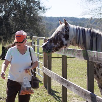 Mill Creek Farm - Mom feeding carrots to one of the horses at the farm - Animal Shelters Near Me - Alachua, Florida Mill Creek Farm - Mom feeding carrots to one of the horses at the farm - Animal Shelters Near Me - Alachua, Florida
