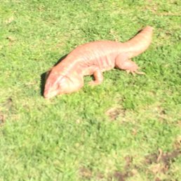 MacGyver the Lizard from Instagram and YouTube :-)
