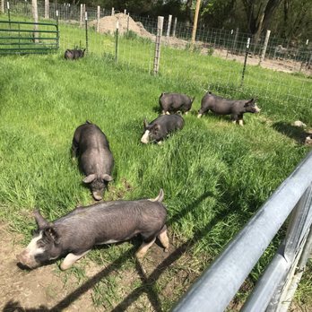Washtenaw Meats - Heritage pigs raised on pasture. - Meat Shops Near Me - Ann Arbor, Michigan Washtenaw Meats - Heritage pigs raised on pasture. - Meat Shops Near Me - Ann Arbor, Michigan
