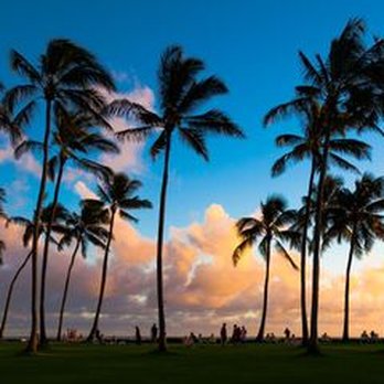 Sherwood's Tree Service - Tree-Trimming Mistakes to Avoid in Landscaping - Tree Services Near Me - Honolulu, Hawaii Sherwood's Tree Service - Tree-Trimming Mistakes to Avoid in Landscaping - Tree Services Near Me - Honolulu, Hawaii