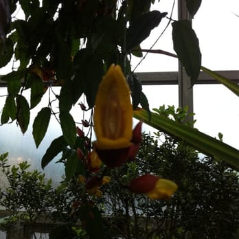 Brooklyn Botanic Garden - Some sort of orchid, heh heh. - Botanical Gardens Near Me - Brooklyn, New York Brooklyn Botanic Garden - Some sort of orchid, heh heh. - Botanical Gardens Near Me - Brooklyn, New York