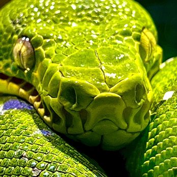 Brevard Zoo - A beautiful boa - Zoos Near Me - Melbourne, Florida Brevard Zoo - A beautiful boa - Zoos Near Me - Melbourne, Florida