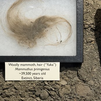 The Mammoth Site - Mammoth Hair - Museums Near Me - Hot Springs, South Dakota The Mammoth Site - Mammoth Hair - Museums Near Me - Hot Springs, South Dakota