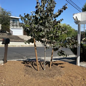 Moon Valley Nurseries - Eastern Redbud installed - Nurseries & Gardening Near Me - Brentwood, California Moon Valley Nurseries - Eastern Redbud installed - Nurseries & Gardening Near Me - Brentwood, California