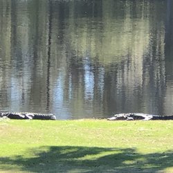 BrickYard Pub - Gators in the distance