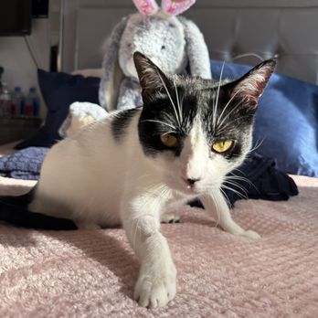 MedVet - Campbell - Drizzi is ready for Easter eggs. - Veterinarians Near Me - Campbell, California MedVet - Campbell - Drizzi is ready for Easter eggs. - Veterinarians Near Me - Campbell, California