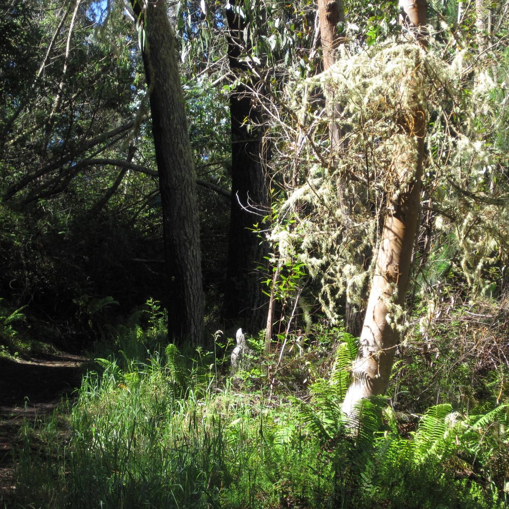 Polipoli Springs State Recreation Area - Polipoli Trail - Parks Near Me Polipoli Springs State Recreation Area - Polipoli Trail - Parks Near Me