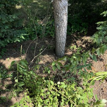 Hailey Tree - Tree Services Near Me