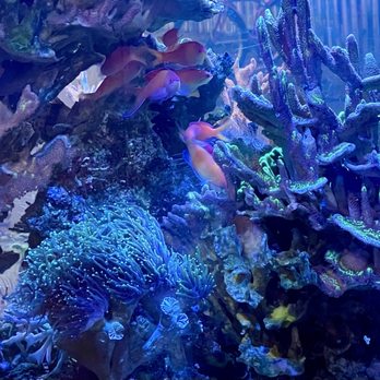 Aquariums Unlimited - My new disbar anthias - Aquarium Services Near Me - Virginia Beach, Virginia Aquariums Unlimited - My new disbar anthias - Aquarium Services Near Me - Virginia Beach, Virginia