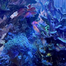 Aquariums Unlimited - My new disbar anthias