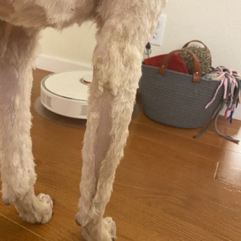 PetSmart - Oh man.. :/ - Pet Stores Near Me - Issaquah, Washington