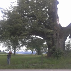 Gasthof Knot