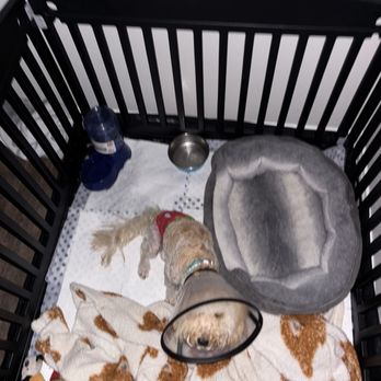 PetSmart - His cone - Pet Stores Near Me - Elk Grove, California