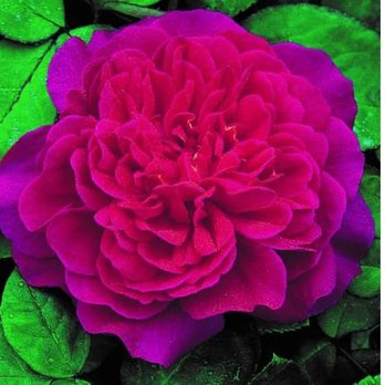 Colin Gregory Roses - Nurseries & Gardening Near Me - Spalding, LIN Colin Gregory Roses - Nurseries & Gardening Near Me - Spalding, LIN