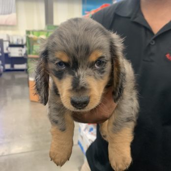 Petco - Pet Training Near Me - Kailua Kona, Hawaii