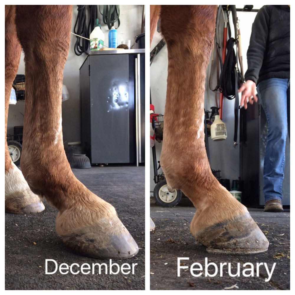 VITAL EQUINE HOLISTIC VETERINARY MEDICINE Updated August 2024 13 Photos & 17 Reviews