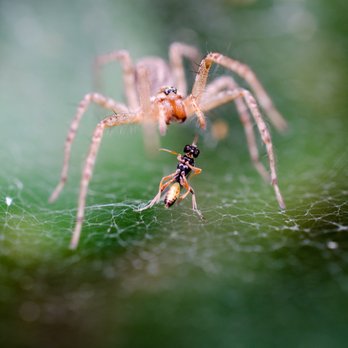 Pest2kill Exterminating - Pest Control Near Me - White Plains, New York