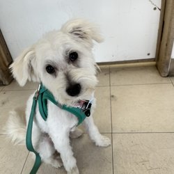 The Shaggy Dog - After
