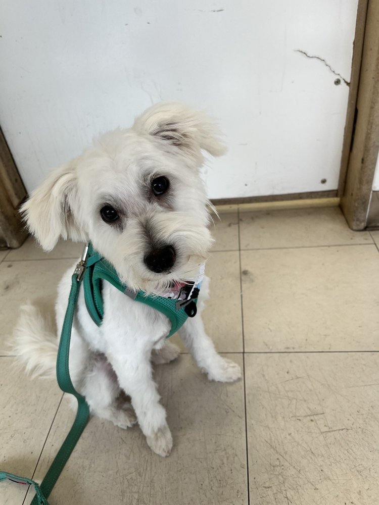 The Shaggy Dog Image