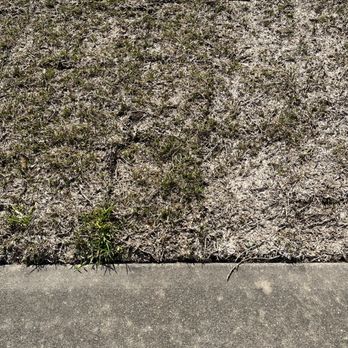 Speedy Grass & Nursery - Grass in my front yard! - Nurseries & Gardening Near Me - Richmond, Texas Speedy Grass & Nursery - Grass in my front yard! - Nurseries & Gardening Near Me - Richmond, Texas