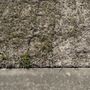 Photo of Speedy Grass & Nursery
