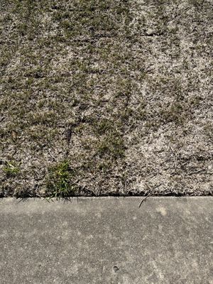 Speedy Grass & Nursery