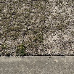 Speedy Grass & Nursery - Grass in my front yard!