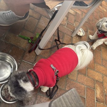 Marisol - Our pups enjoying doggy menu items - Seafood Near Me - Pismo Beach, California