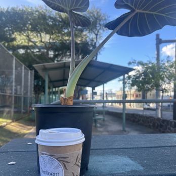 Plantoem - Cafes Near Me - Honolulu, Hawaii Plantoem - Cafes Near Me - Honolulu, Hawaii