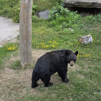 North American Bear Center - From the viewing platform - Zoos Near Me - Ely, Minnesota North American Bear Center - From the viewing platform - Zoos Near Me - Ely, Minnesota