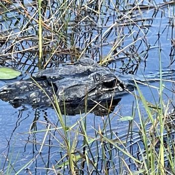 Everglades Airboat Expeditions - Boat Tours Near Me Everglades Airboat Expeditions - Boat Tours Near Me