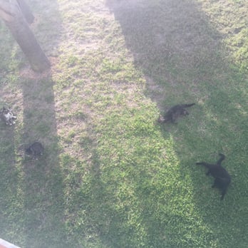 Beachside Colony Resort - Beach Colony Kitties! - Resorts Near Me - Tybee Island, Georgia