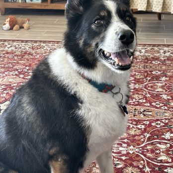 AZ Pet Stylist - Pet Groomers Near Me - Queen Creek, Arizona