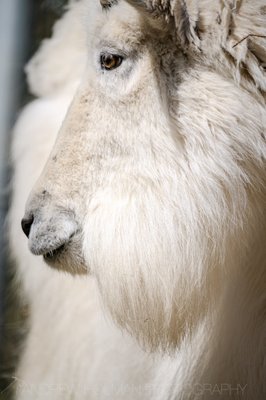 Alaska Zoo by null
