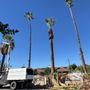 Photo of NGS Tree Services.