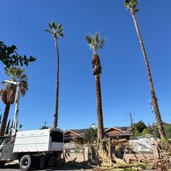 NGS Tree Services. - Palms