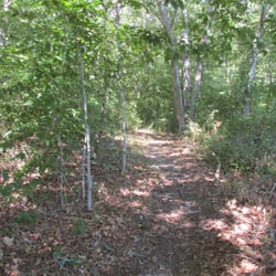 Bourndale Hills Trail - Some pleasant woods