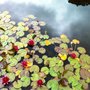 Photo of Garnish Island