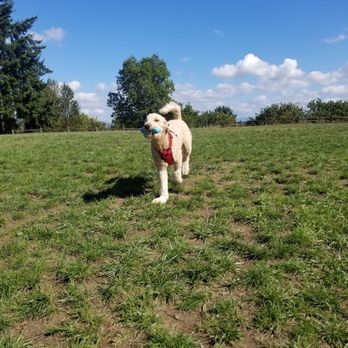 Grandview Off Leash Park - Sunny day and heart full of play! ._. - Dog Parks Near Me - SeaTac, Washington