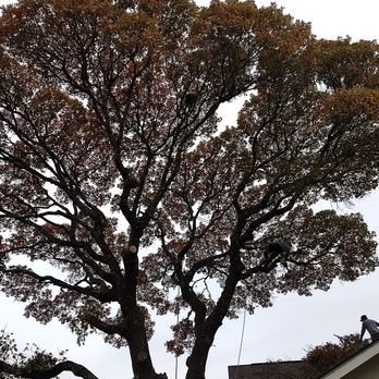 Giraffe Tree & Landscaping Services - Red oak tree trimming! - Tree Services Near Me Giraffe Tree & Landscaping Services - Red oak tree trimming! - Tree Services Near Me
