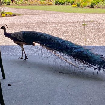 Peacock Cafe - a peacock standing on a patio - American Near Me - Charleston, South Carolina