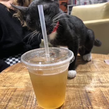 Orlando Cat Cafe - Animal Shelters Near Me - Clermont, Florida Orlando Cat Cafe - Animal Shelters Near Me - Clermont, Florida
