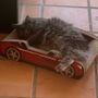 Photo of All About Town Pet House Calls