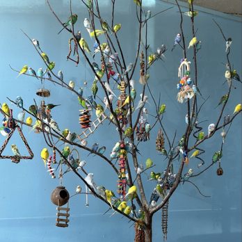 Blue Zoo Aquarium Rogers - All the birds in the tree are living and not fake. - Aquariums Near Me - Rogers, Arkansas Blue Zoo Aquarium Rogers - All the birds in the tree are living and not fake. - Aquariums Near Me - Rogers, Arkansas