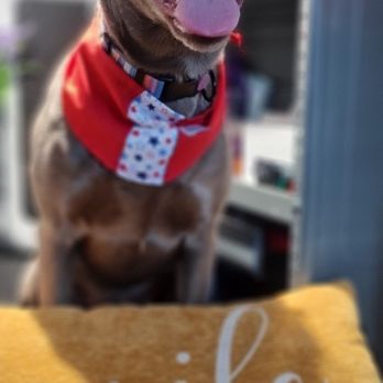 The Magic Paws - Pet Smile - Pet Services Near Me The Magic Paws - Pet Smile - Pet Services Near Me